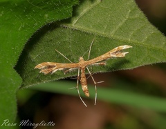 Geina periscelidactylus