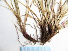 Carex lanceolata