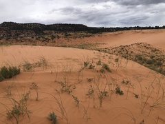 Sporobolus arenicola