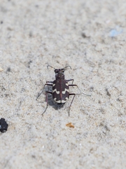 Cicindela maritima