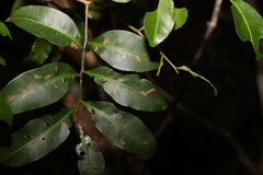 Cupaniopsis parvifolia