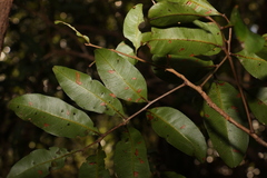 Cupaniopsis parvifolia