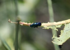 Chrysochus cobaltinus