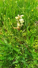 Pedicularis venusta