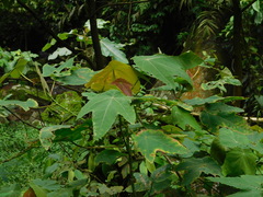 Macaranga triloba