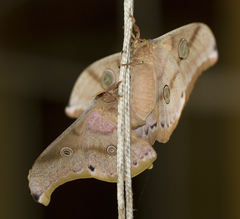 Antheraea cingalesa