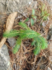 Picea spinulosa