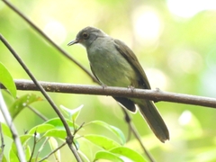 Rubigula erythropthalmos