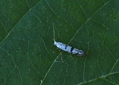 Argyresthia thuiella