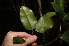 Mischocarpus anodontus