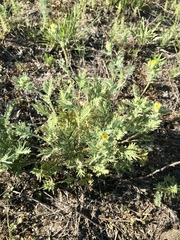 Potentilla pensylvanica pensylvanica