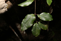 Mischocarpus anodontus