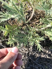 Potentilla pensylvanica pensylvanica
