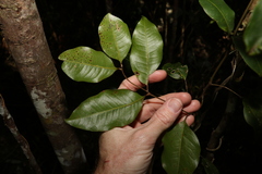 Mischocarpus anodontus