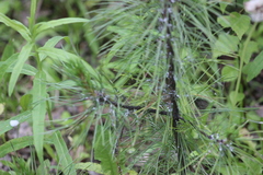 Pineus cembrae