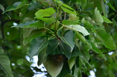 Icterus bullockii