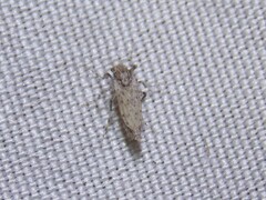 Chaoborus punctipennis