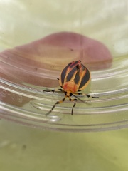 Hypoprepia miniata