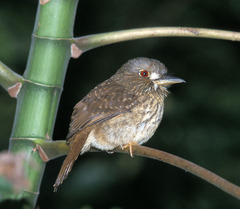 Malacoptila panamensis