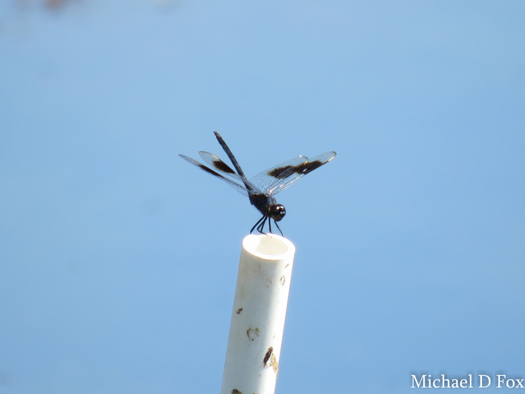 Four-spotted Pennant