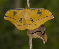 Antheraea cingalesa