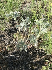 Potentilla bipinnatifida