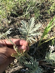 Potentilla bipinnatifida