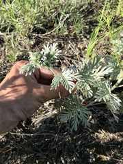 Potentilla bipinnatifida
