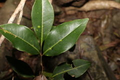 Mischocarpus anodontus