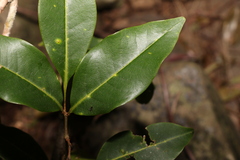 Mischocarpus anodontus