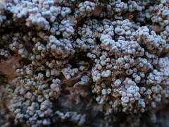Coccotrema maritimum