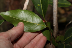 Mischocarpus anodontus