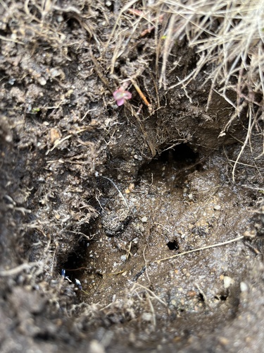 iNaturalist observation photo of Yosemite Toad