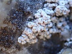 Coccotrema maritimum