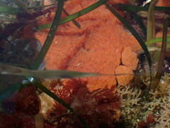 Aplidium kottae