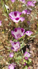 Clarkia williamsonii