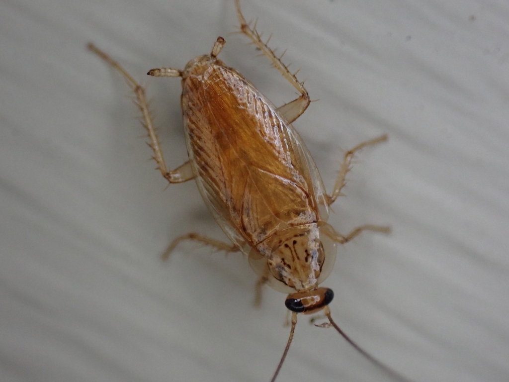 small yellow cockroach