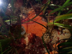 Aplidium kottae