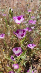 Clarkia williamsonii