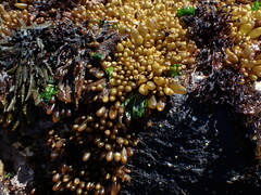 Halosaccion glandiforme