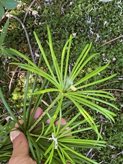 Sciadopitys verticillata