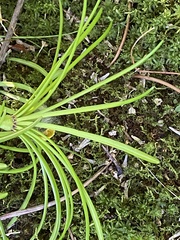 Sciadopitys verticillata