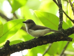 Pachycephala cinerea