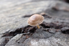 Mycena subgalericulata