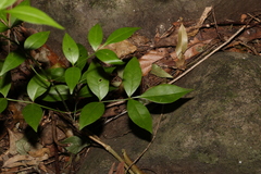 Pandorea jasminoides