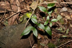 Pandorea jasminoides