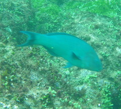 Thalassoma virens