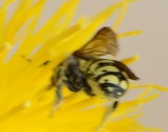 Dianthidium