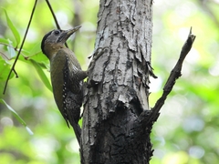 Picus viridanus