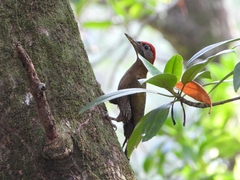 Picus viridanus